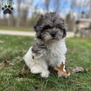 Maple, Shih-Poo Puppy